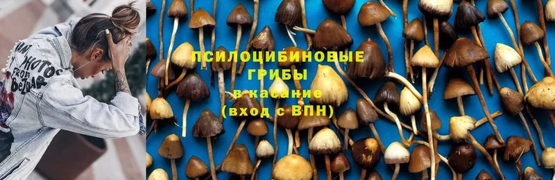 как найти   Ейск  Галлюциногенные грибы Cubensis 